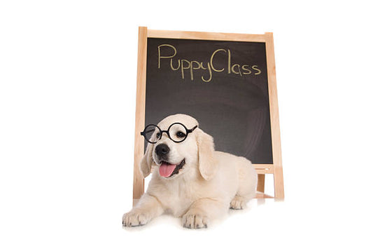 Pet Training 101: Top Essentials for New Pup Parents