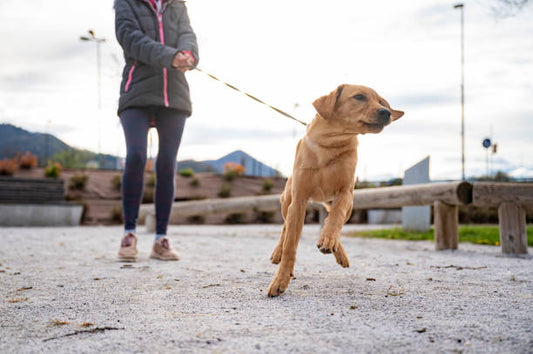 Effective Tools for Managing Dog Pulling