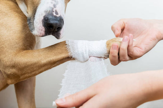 Recognizing the 5 Most Common Signs of Pain in Pets