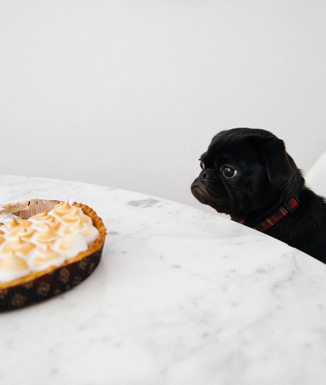 The Importance of Teaching Dogs the “Leave It” Command 🐾