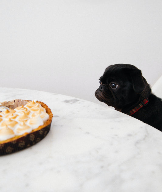 The Importance of Teaching Dogs the “Leave It” Command 🐾