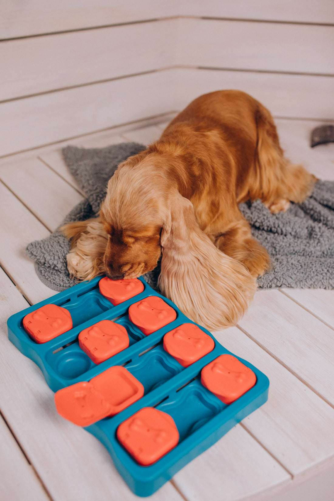 Spark Your Pup's Brilliance with these Mind-Blowing Mental Enrichment Games! πΆπ‘