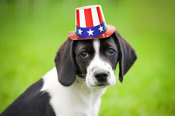 Keep Your Pets Safe This 4th of July: Essential Tips