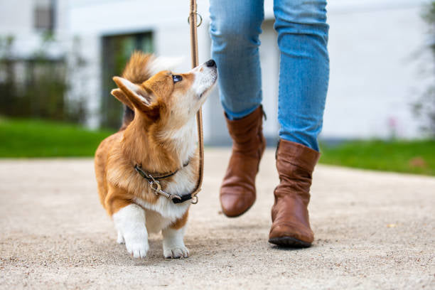 Heeling 101: The Importance and How To Teach Your Dog