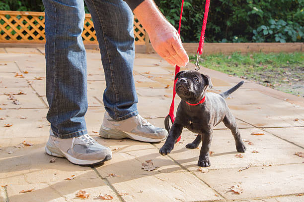 Leash Basics 101: A Guide for New Pup Parents