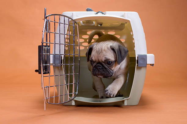 Crate Training 101: A Guide to a Happy and Safe Space for Your Dog