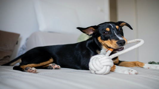 Paws and Play: Tail-Wagging Toys to Brighten Your Dog's Holiday