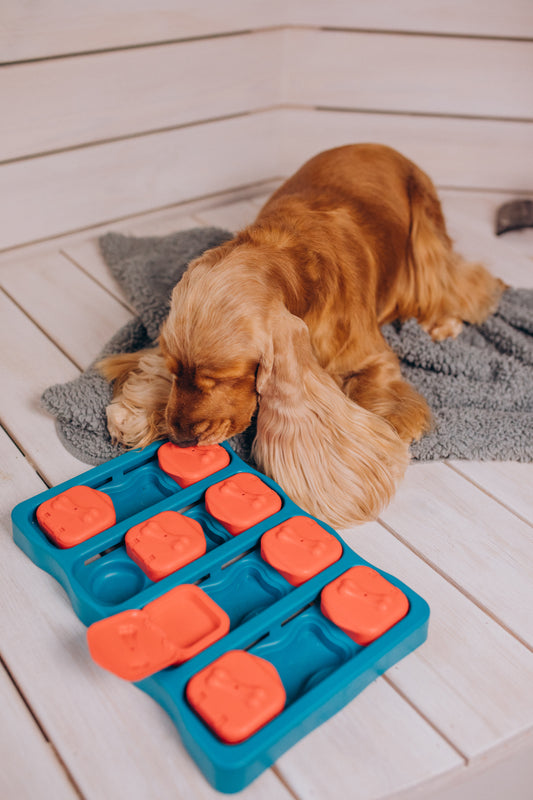 Spark Your Pup's Brilliance with these Mind-Blowing Mental Enrichment Games! 🐶💡