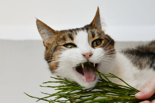 Beware: Toxic Plants & Foods for Cats! 🐱🚫