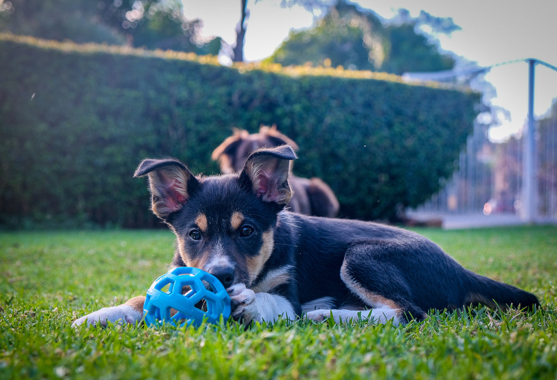 Unlocking the Benefits: The Importance of Mental Stimulation for Dogs 🐾